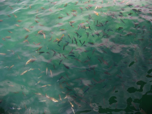 3. Lots of fish swarming around the jetty, Manukan Island