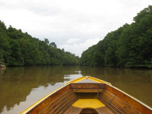 18. Escaping the city in search of some Proboscis Monkeys, Brunei