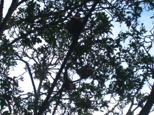 19. Proboscis Monkeys in the trees next to Brunei River