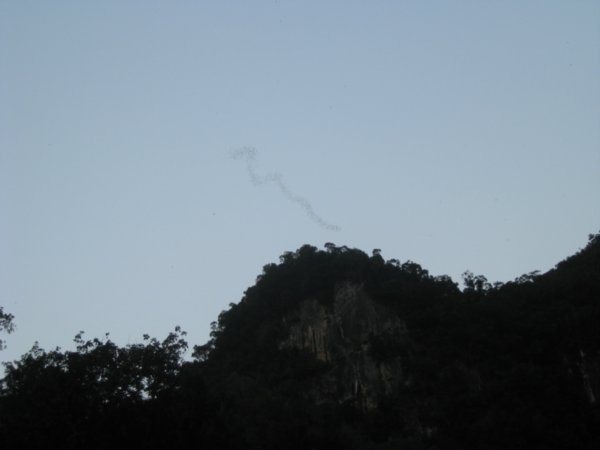 49. Bats flying out from Deer Cave in search of food, Gunung Mulu National Park