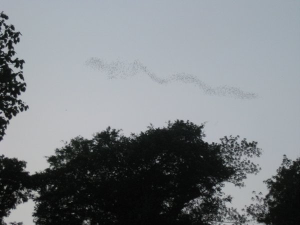 50. Bats flying out from Deer Cave in search of food, Gunung Mulu National Park