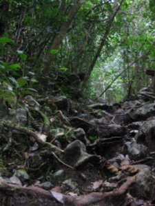 18. Climbing through the forest to reach The Pinnacles, Gunung Mulu National Park