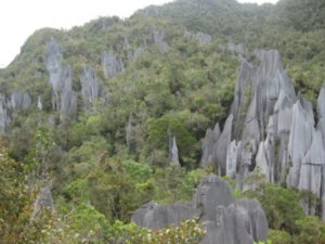 23. The Pinnacles, Gunung Mulu National Park