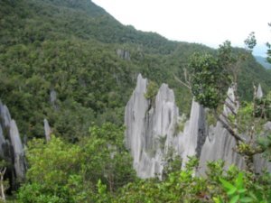 26. The Pinnacles, Gunung Mulu National Park