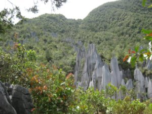 32. The Pinnacles, Gunung Mulu National Park