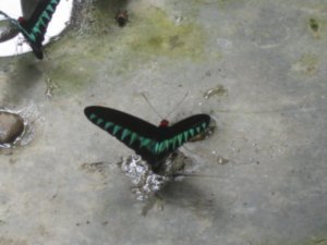 34. Rajah Brooke Birdwing Butterfly, Gunung Mulu National Park