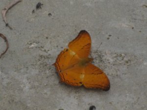 36. Colourful butterfly, Gunung Mulu National Park