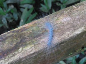 39. A hairy caterpillar, Gunung Mulu National Park