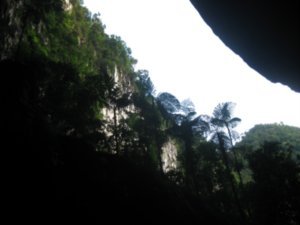 48. The entrance to Deer Cave lined with Tree Ferns, Gunung Mulu National Park