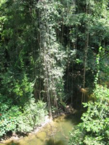 62. Looking down from the canopy, Gunung Mulu National Park