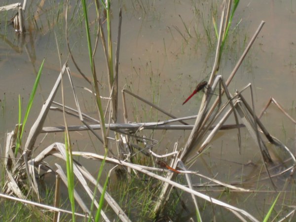 13. Dragonflies in a rice paddy field, Kelabit Highlands