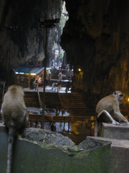 8. Macaques in Batu Caves, Kuala Lumpur