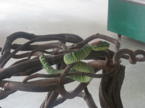 50. Pit Viper, Snake Temple, Penang