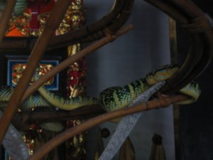 49. Pit Viper, Snake Temple, Penang