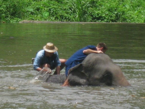 10. Giving Pankhorn a good clean, Elephant Conservation Centre