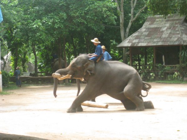 3. Elephants lifting logs in the show, Elephant Conservation Centre