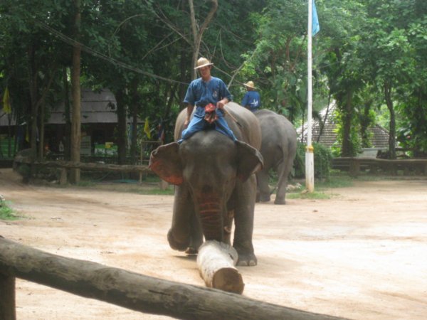 4. An Elephant pushing a log in the show, Elephant Conservation Centre