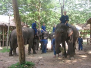 1. A mahout in training with his Elephant, Elephant Conservation Centre
