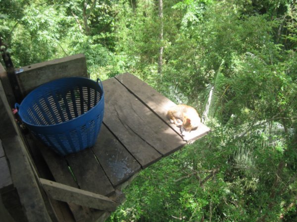 15. Cats are fearless!, In the treehouse, Day 1 of the Gibbon Experience