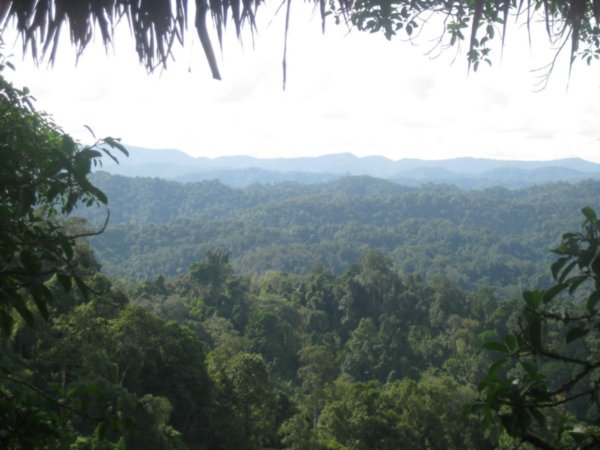 20. A house with a view, the view from our treehouse, Gibbon Experience
