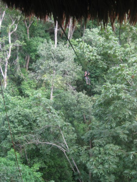 37. Zipping back to the treehouse, Day 2 of the  Gibbon Experience