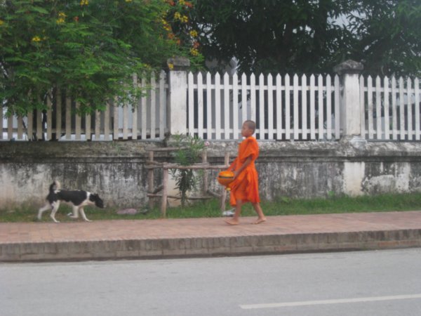 40. A young monk in the daily monks' rice parade, Luang Prabang