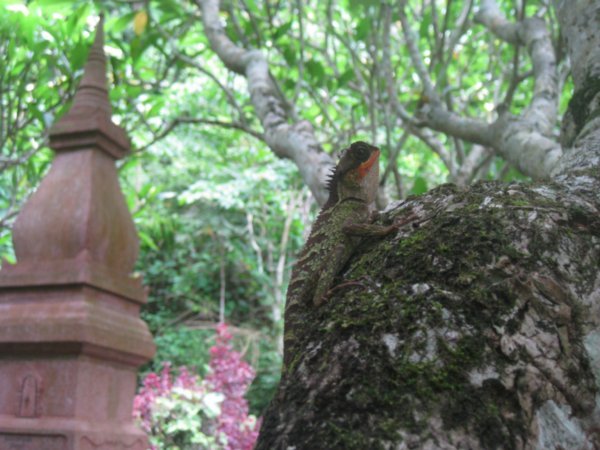 17. A close up of a lizard, Vieng Xai