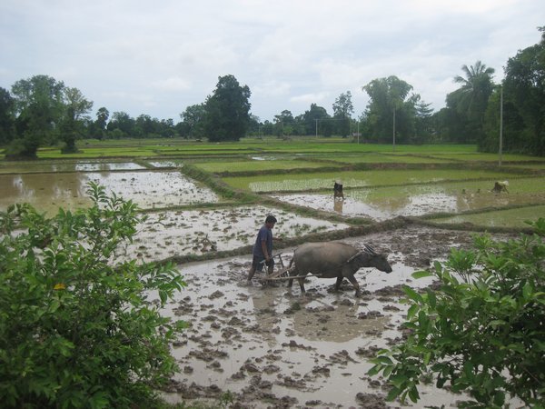 7. Traditional  farming methods still practiced in Don Dhet