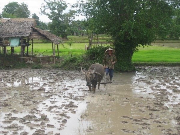8. A local man ploughing his rice paddy, Don Dhet