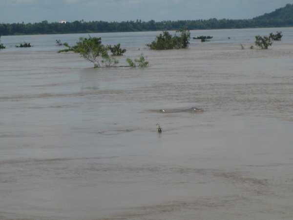 10. Irrawaddy freshwater dolphin, Kratie