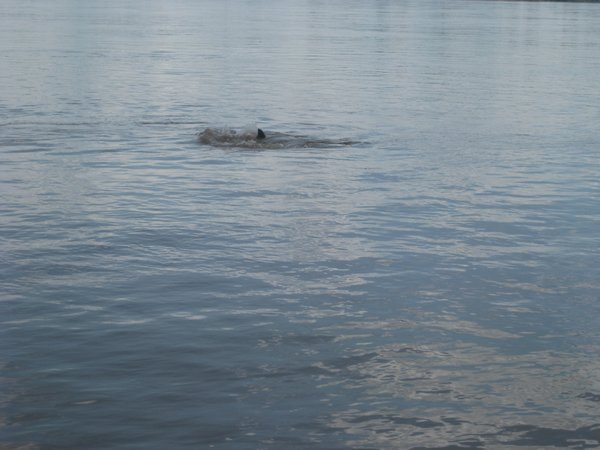 8. Irrawaddy freshwater dolphin, Kratie