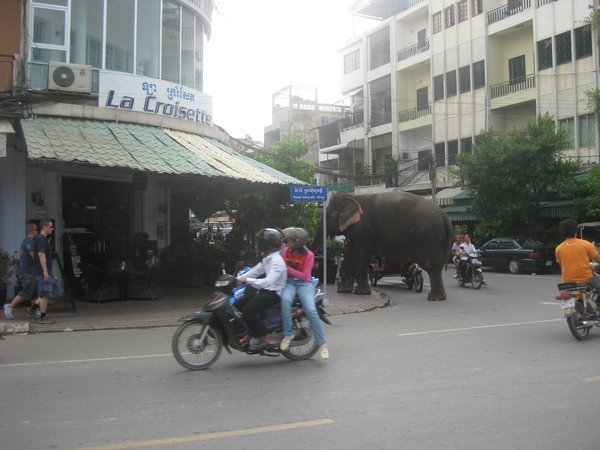 33. Walking along the riverfront in Phnom Penh I spot an elephant!