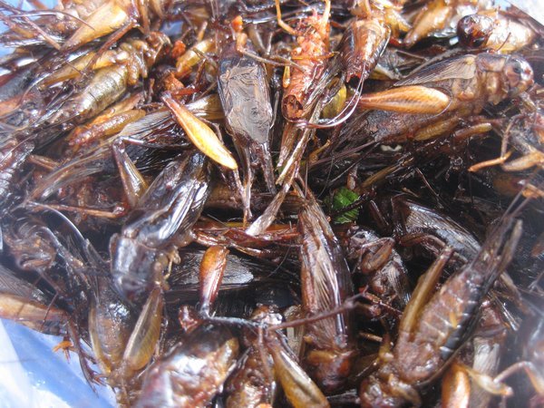 2. A close up of the bag of crickets I've just bought