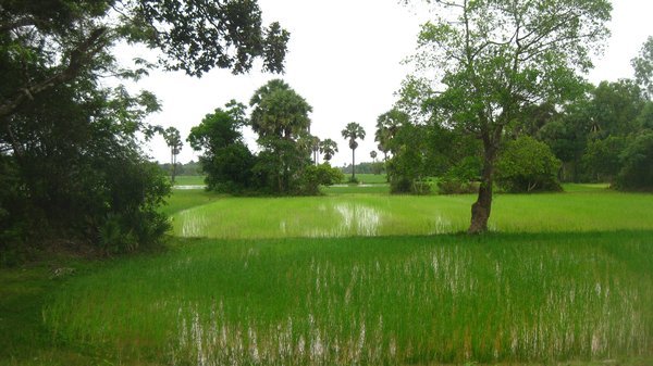 23. Lush paddies dotted with pandanus trees, Big circuit, Temples of Angkor