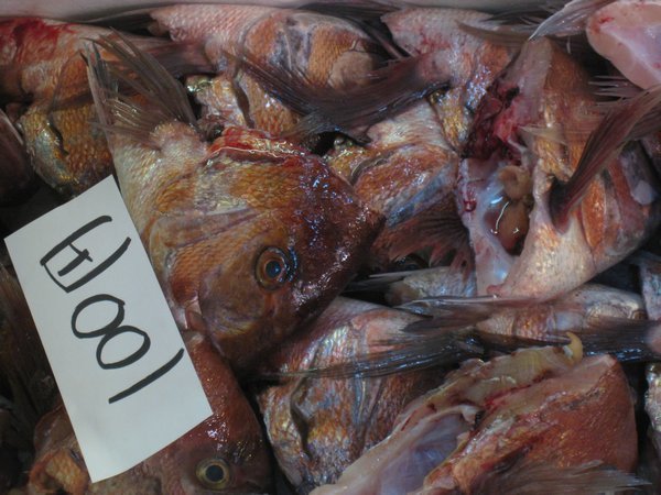 86. Fish heads only 100 Yen!, Tsukiji fish market, Tokyo