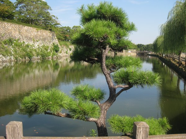 24. Cool tree next to the moast surrounding Himeji Castle