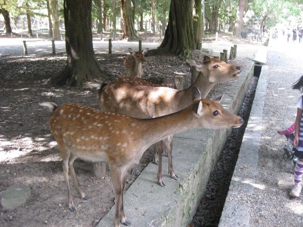 82. Deer, Nara