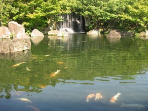 16. Carp in the pond, Koko-en gardens, Himeji