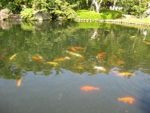 17. Carp in the pond, Koko-en gardens, Himeji