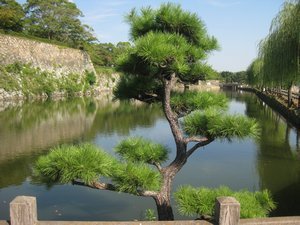 24. Cool tree next to the moast surrounding Himeji Castle