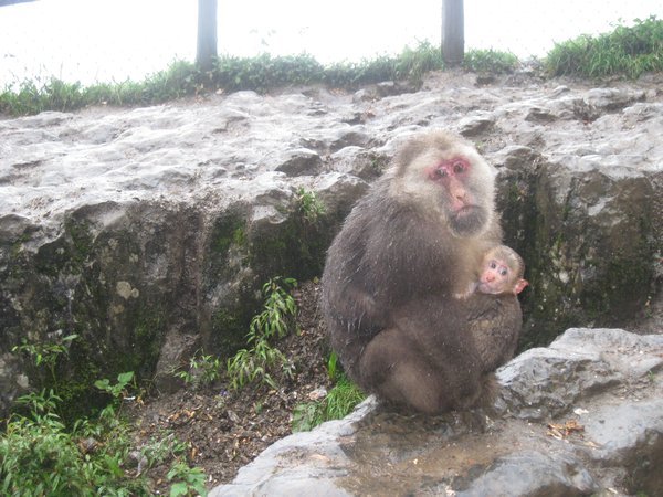 18. Tibetan Macaque with baby, Emei Shan