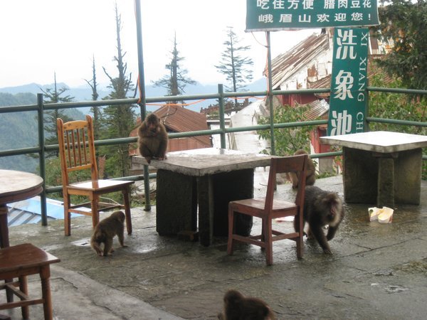 23. Our table for lunch ransacked by Tibetan Macaques on the hunt for food, Emei Shan