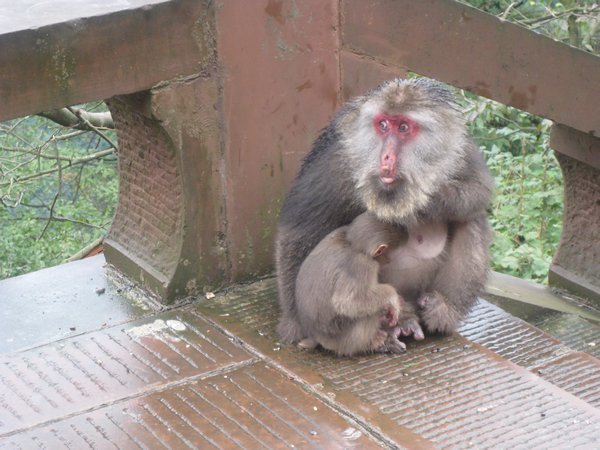 25. A baby Tibetan Macaque breast-feeding, Emei Shan