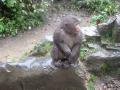 19. A wet Tibetan Macaque, Emei Shan