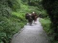 7. The horses that followed us up most of Day 1 on Emei Shan