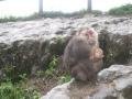 18. Tibetan Macaque with baby, Emei Shan