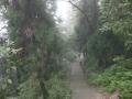 32. Walking through the forest on Emei Shan