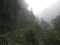 35. Walking through the forest on Emei Shan