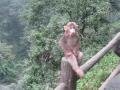 36. A startled Tibetan Macaque on Emei Shan