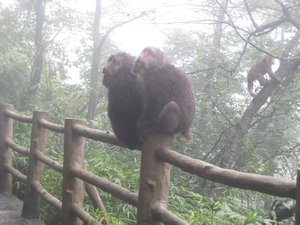 9. Tibetan Macaques, Emei Shan